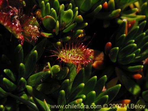 Image of Drosera uniflora (). Click to enlarge parts of image.