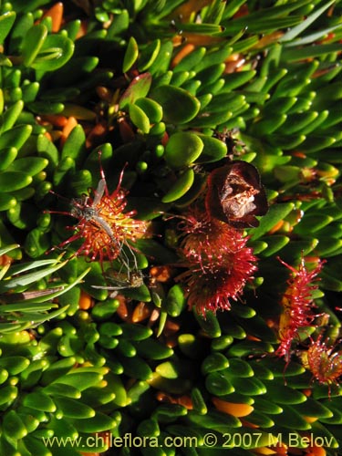 Imágen de Drosera uniflora (). Haga un clic para aumentar parte de imágen.