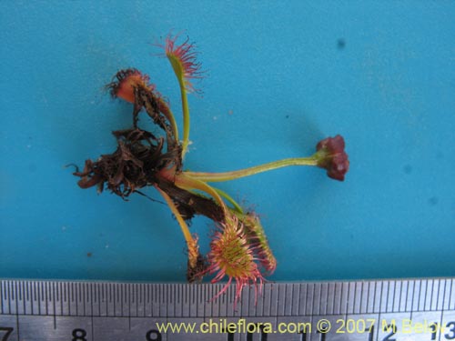 Image of Drosera uniflora (). Click to enlarge parts of image.