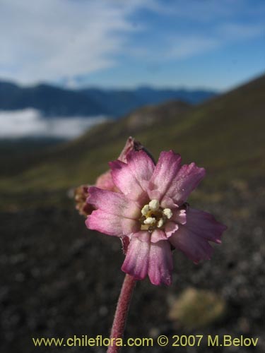 Silene andicola의 사진