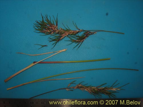 Фотография Poaceae sp. #1751 (). Щелкните, чтобы увеличить вырез.