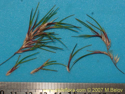 Poaceae sp. #1751的照片