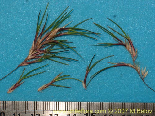 Poaceae sp. #1751의 사진