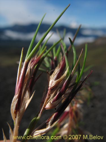 Poaceae sp. #1751의 사진