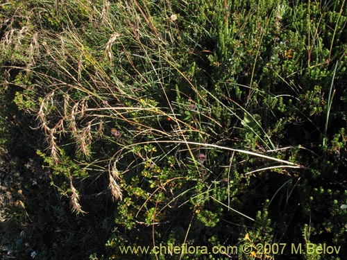 Poaceae sp. #1751의 사진