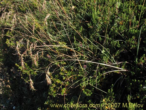 Bild von Poaceae sp. #1751 (). Klicken Sie, um den Ausschnitt zu vergrössern.