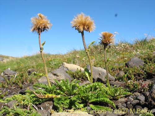 Imágen de Perezia pedicularidifolia (Estrella de los Andes). Haga un clic para aumentar parte de imágen.