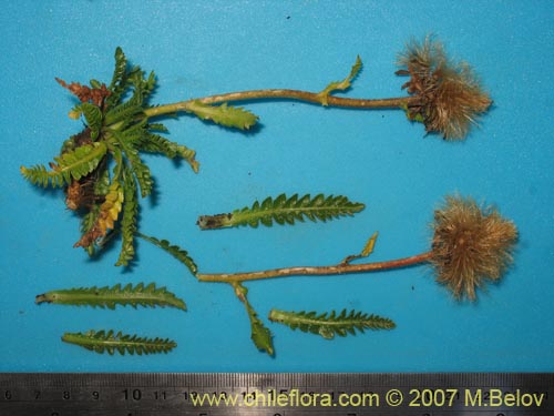 Bild von Perezia pedicularidifolia (Estrella de los Andes). Klicken Sie, um den Ausschnitt zu vergrössern.