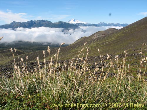 Imágen de Poaceae sp. #1750 (). Haga un clic para aumentar parte de imágen.