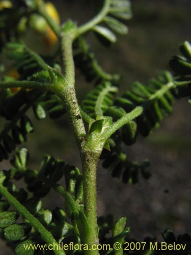 Image of Adesmia retusa (). Click to enlarge parts of image.