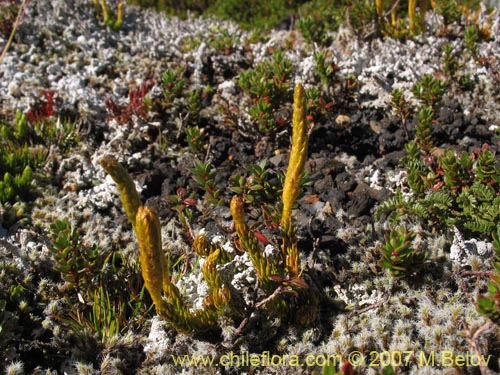 Image of Lycopodium magellanicum (Pimpinela / Licopodio / Palmita / Lllanka-lawen). Click to enlarge parts of image.