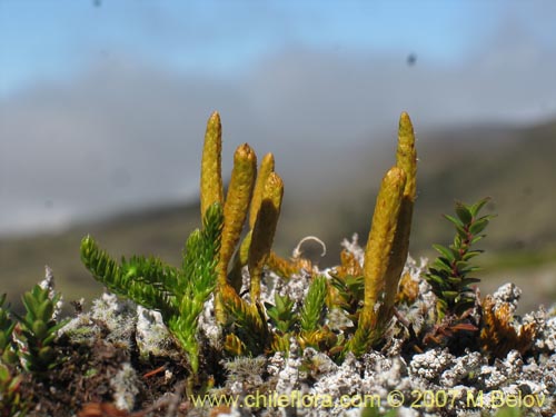 Фотография Lycopodium magellanicum (Pimpinela / Licopodio / Palmita / Lllanka-lawen). Щелкните, чтобы увеличить вырез.
