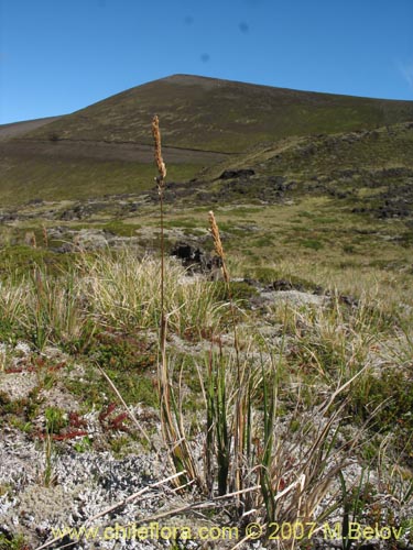 Imágen de Poaceae sp. #1748 (). Haga un clic para aumentar parte de imágen.