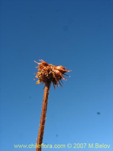 Imágen de Acaena antarctica (). Haga un clic para aumentar parte de imágen.