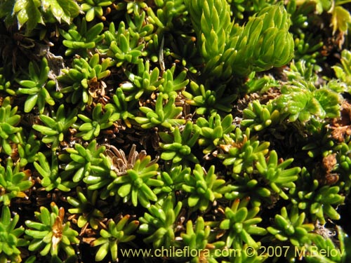 Image of Azorella lycopodioides (Llaretita). Click to enlarge parts of image.