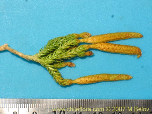 Bild von Lycopodium magellanicum (Pimpinela / Licopodio / Palmita / Lllanka-lawen). Klicken Sie, um den Ausschnitt zu vergrössern.