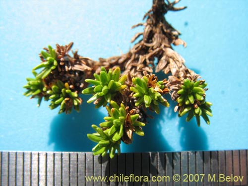 Azorella lycopodioides的照片