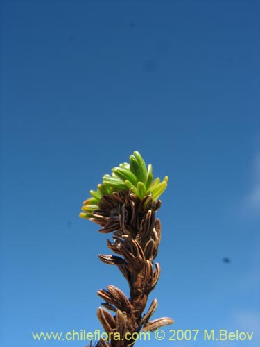 Azorella lycopodioides的照片
