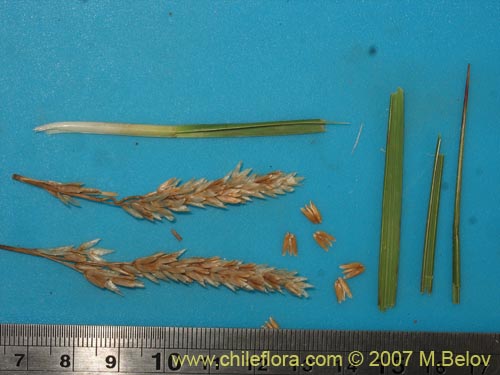 Image of Poaceae sp. #1748 (). Click to enlarge parts of image.