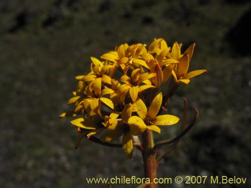 Quinchamalium dombeyi的照片