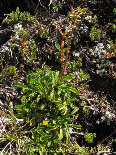 Bild von Valeriana fonckii (Valeriana). Klicken Sie, um den Ausschnitt zu vergrössern.