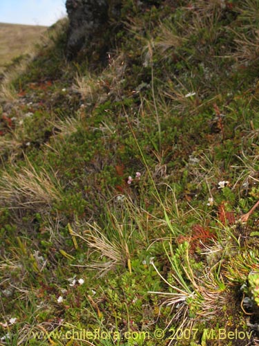 Imágen de Agrostis violacea (). Haga un clic para aumentar parte de imágen.