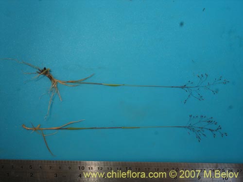 Bild von Agrostis violacea (). Klicken Sie, um den Ausschnitt zu vergrössern.