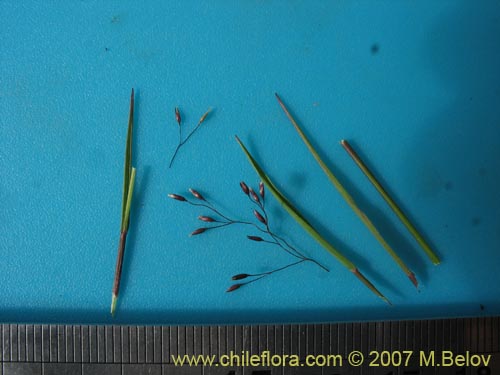 Agrostis violaceaの写真
