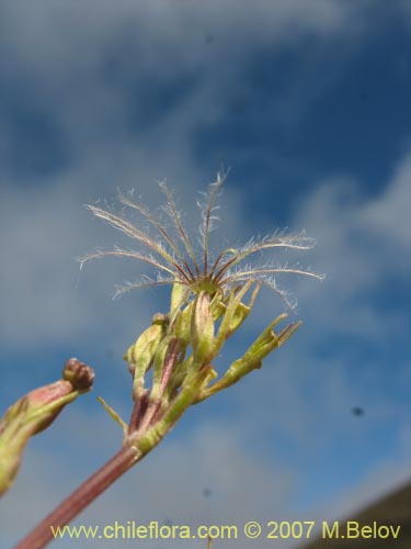 Valeriana fonckii의 사진