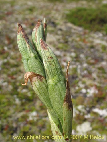 Фотография Chloraea gaudichaudii (Orquidea de campo). Щелкните, чтобы увеличить вырез.