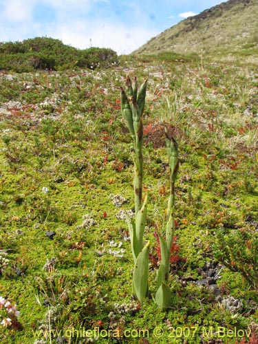 Image of Chloraea gaudichaudii (Orquidea de campo). Click to enlarge parts of image.