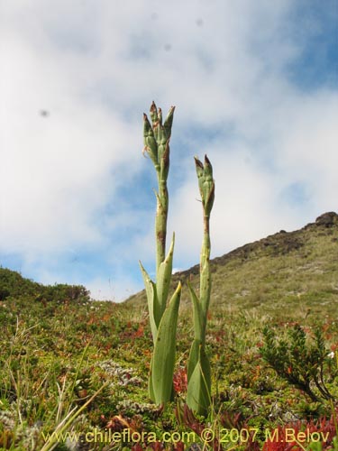 Image of Chloraea gaudichaudii (Orquidea de campo). Click to enlarge parts of image.