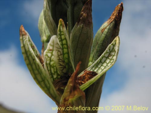 Image of Chloraea gaudichaudii (Orquidea de campo). Click to enlarge parts of image.