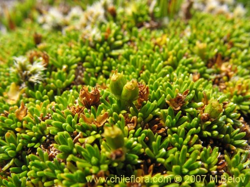 Image of Azorella lycopodioides (Llaretita). Click to enlarge parts of image.