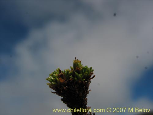 Image of Azorella lycopodioides (Llaretita). Click to enlarge parts of image.