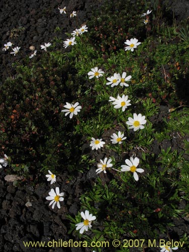 Image of Senecio trifurcatus (). Click to enlarge parts of image.