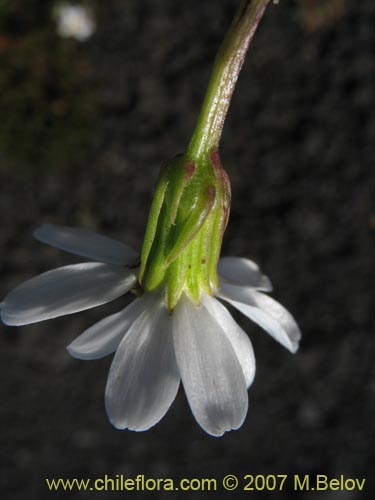 Bild von Senecio trifurcatus (). Klicken Sie, um den Ausschnitt zu vergrössern.