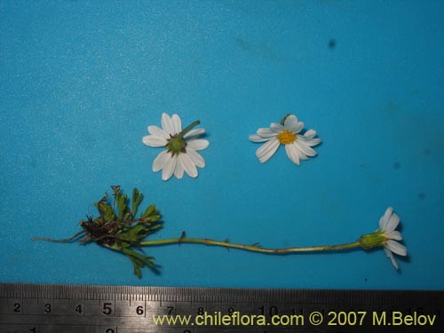 Image of Senecio trifurcatus (). Click to enlarge parts of image.