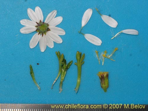 Image of Senecio trifurcatus (). Click to enlarge parts of image.