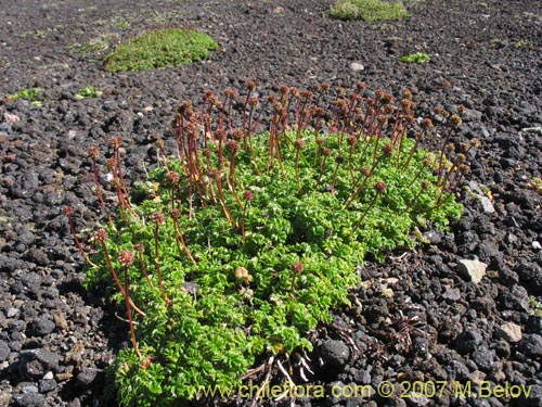 Imgen de Acaena antarctica (). Haga un clic para aumentar parte de imgen.