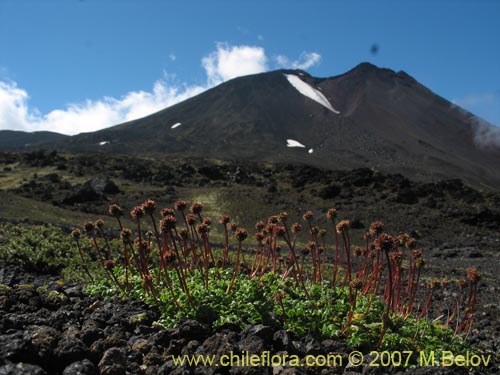 Фотография Acaena antarctica (). Щелкните, чтобы увеличить вырез.