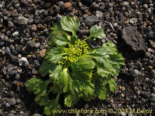 Image of Azorella incisa (). Click to enlarge parts of image.