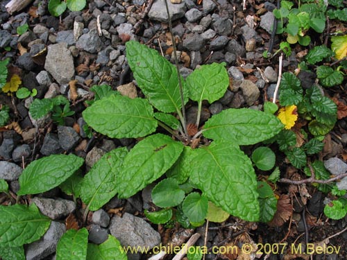 Bild von Adenocaulon chilense (). Klicken Sie, um den Ausschnitt zu vergrössern.