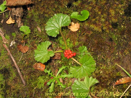 Imágen de Gunnera magellanica (Pangue enano / Palacoazir). Haga un clic para aumentar parte de imágen.