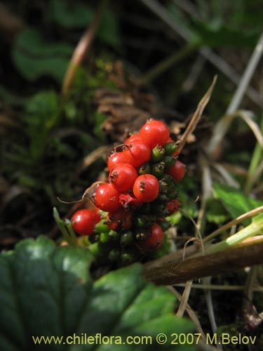 Gunnera magellanica的照片