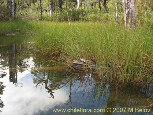 Poaceae sp. #2184의 사진