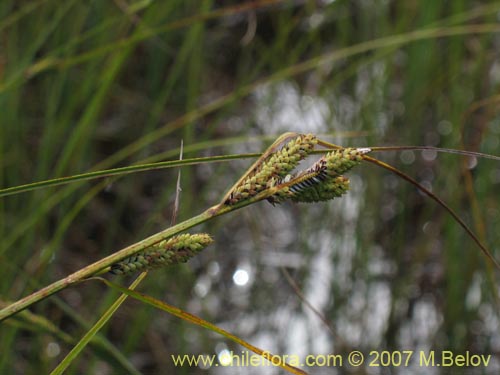 Imágen de Poaceae sp. #2184 (). Haga un clic para aumentar parte de imágen.