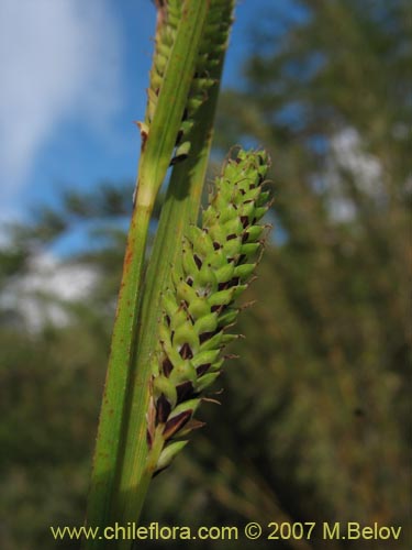 Imágen de Poaceae sp. #2184 (). Haga un clic para aumentar parte de imágen.