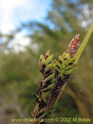 Bild von Poaceae sp. #2184 (). Klicken Sie, um den Ausschnitt zu vergrössern.