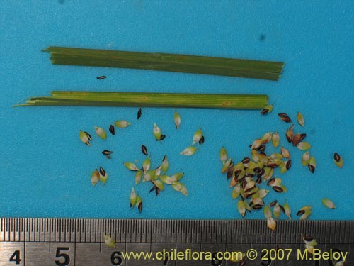 Poaceae sp.2184의 사진